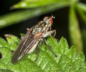Cordilura spec.