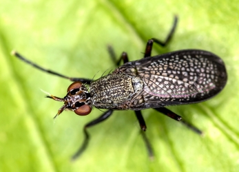 Coremacera marginata