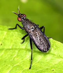 Coremacera marginata