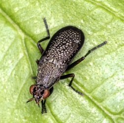 Coremacera marginata