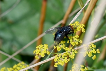 Cynomya mortuorum