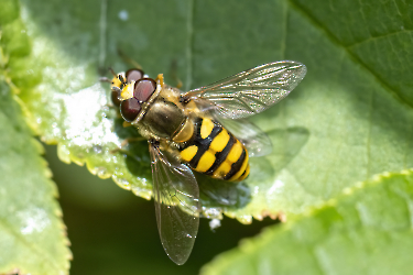 Eupeodes corolla