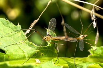 Nephrotoma cornicina
