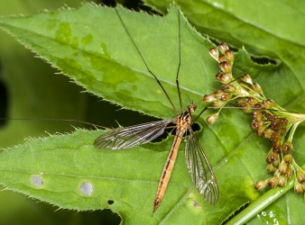 Nephrotoma flavescens - N. scurra