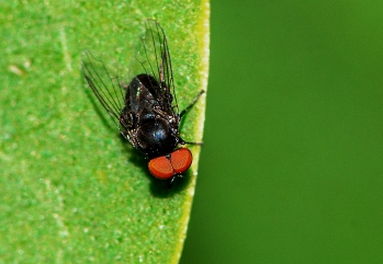 Paraplatypeza atra