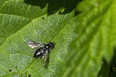 Pipiza noctiluc ornata