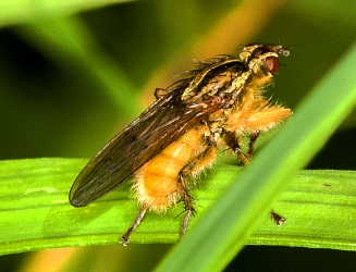 Scathophaga stercoraria