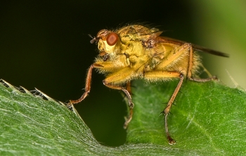 Scathophaga stercoraria