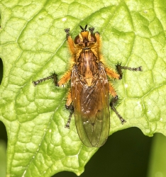 Scathophaga stercoraria